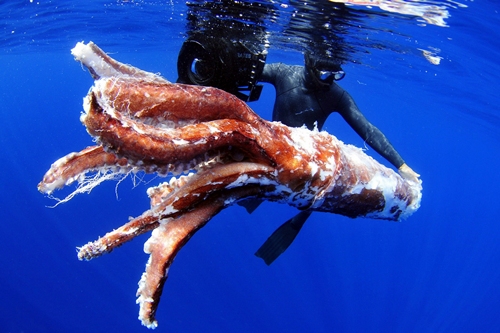 Fotografía facilitada por la empresa Aquawork de los restos de un calamar gigante localizados en aguas del sur de Tenerife en agosto de 2011. | EFE