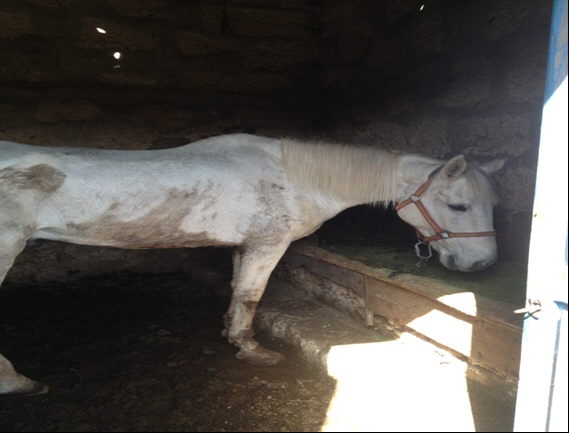 caballo malnutrido y con señales de maltrato en Arona