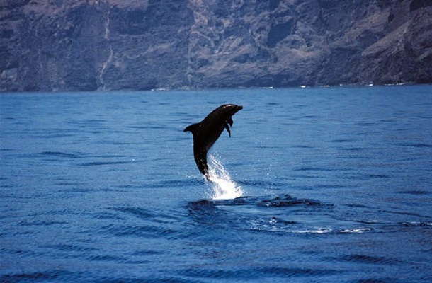 Avistamiento de cetáceos y delfines