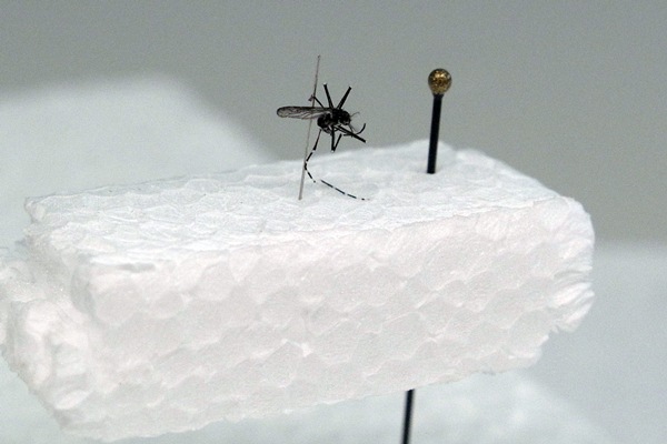 Un mosquito que transmite el dengue. | JAVIER GANIVET