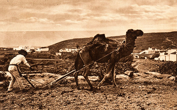 Un campesino ara la tierra, en el Sur de Tenerife (principios del siglo XX)