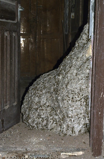 Imagen del avispero gigante que fue encontrado en una casa deshabitada en San Sebastián de La Gomera. | DA