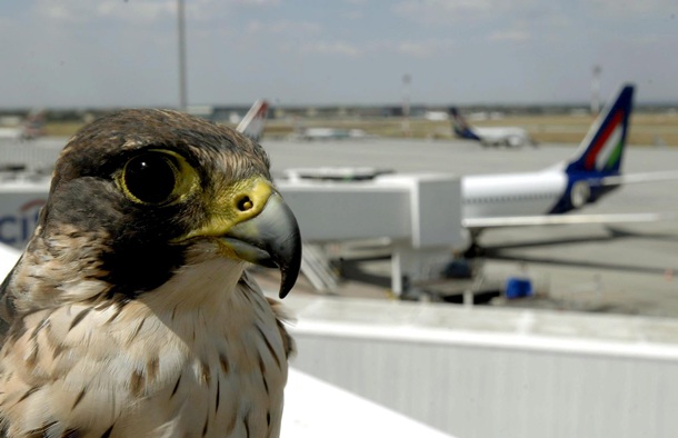 Los halcones son fundamentales para ahuyentar todo tipo de aves cerca de los aeropuertos. / DA