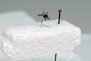 Salud Pública lleva más de seis meses vigilando y controlando la posible aparición de Aedes aegypti. | J. G.