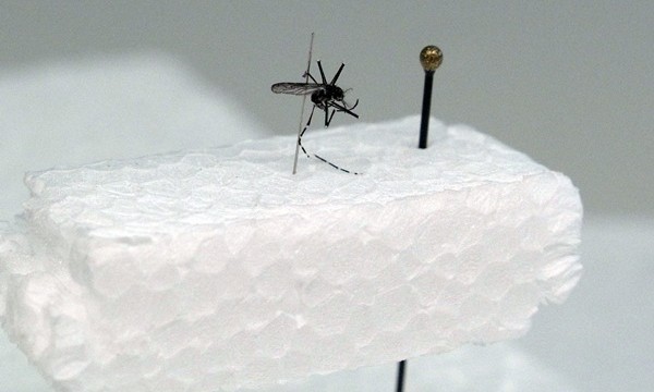 Sanidad avala las medidas de control del dengue de Canarias