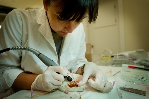 Una investigadora trabaja con una rata en uno de los proyectos que en la actualidad se lleva a cabo en el Animalario de la Universidad de La Laguna. / FRAN PALLERO