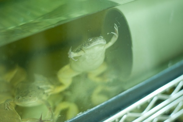 Algunas ranas del laboratorio. | F. P.