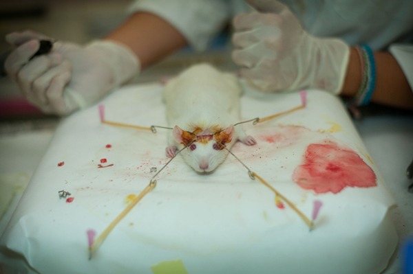Una investigadora trabaja con una rata en uno de los proyectos que en la actualidad se lleva a cabo en el Animalario de la Universidad de La Laguna. / FRAN PALLERO