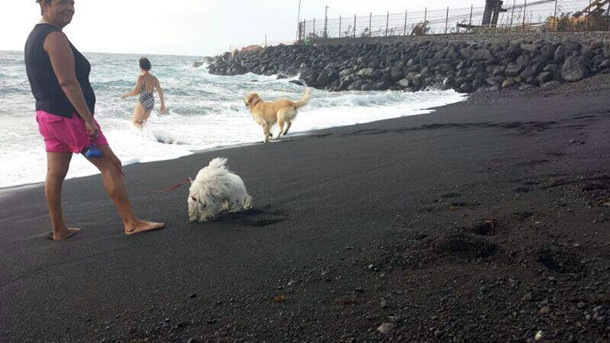 perros playa El Puertito de Guimar