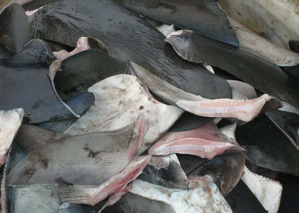 El Gobierno de Canarias declinó finalmente los permisos para que se instalara en Arico una industria artesanal para secar aletas de tiburón, entre otros motivos por no superar el impacto medioambiental y por entender que no era de “interés general” tal y como demandaban los promotores, aparte de atender las protestas de los ecologistas.
