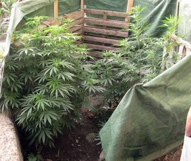 Plantas de marihuana en un solar de La Orotava