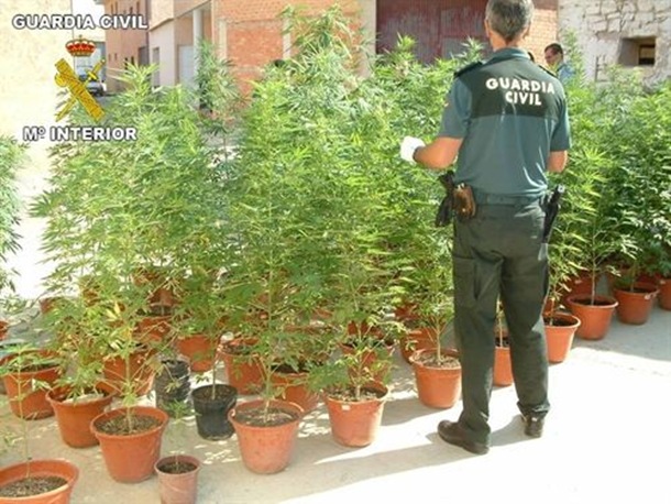Guardia civil plantas de cannabis sátiva