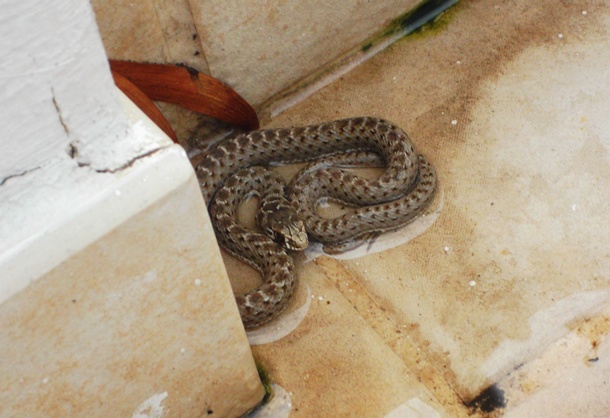 Serpiente capturada por la Policía Local de La Orotava.