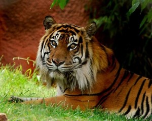 tigre, zoo de oklahoma,, cuidadora