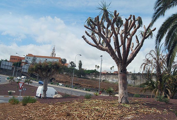 Drago trasplantado que se ha dejado secar en la rotonda de Chamberí, en Santa Cruz de Tenerife. / DA