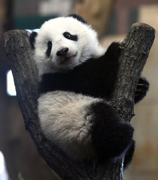 El panda Fu Bao, de casi 5 meses, observa desde el tronco de un árbol a los visitantes del zoológico de Viena. | REUTERS/Heinz-Peter Bader