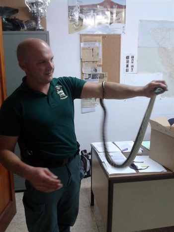 agente del Seprona de la Guardia Civil con la serpiente Pitón