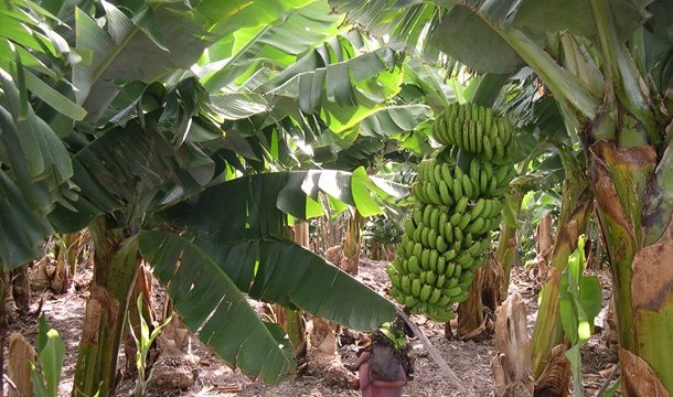 El temporal de viento afecta a cerca del 30% de la superficie cultivada de plátano en Canarias
