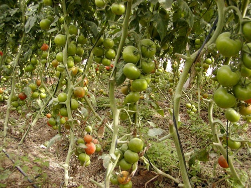 Las autoridades han decidido retirar las partidas; en la imagen, una plantación de tomates. / DA