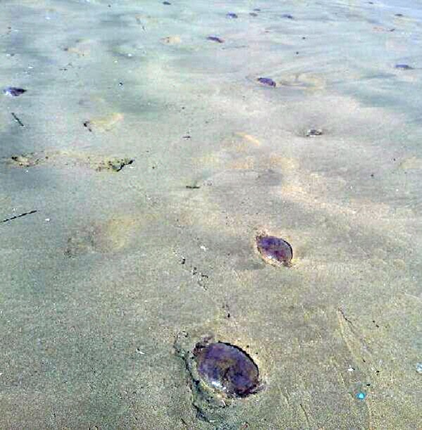 Imagen de las medusas, ayer en Las Teresitas.