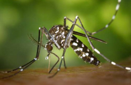 Si ven a estos mosquitos, avisen a las autoridades. Al de arriba se le conoce como mosquito tigre aunque su nombre formal es Aedes albopictus. Es pequeño, negro y con rayas blancas.El de abajo es el mosquito de patas blancas (Aedes aegypti). Es muy agresivo y también transmite enfermedades. / DA