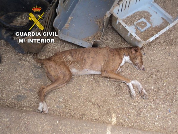 Uno de los perros maltratados, en pésimo estado. | DA