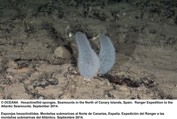 Esponjas hexactinélidas, han sido fotografiadas por el Océana Ranger tanto en la cima de Dacia como en las laderas de Tritón. / @Océana