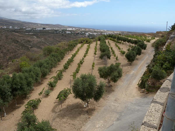 El 75% de la producción de uva se destinará a embotellar vino blanco.  / DA
