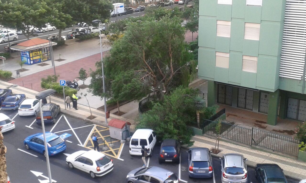 Un árbol cae sobre los vehículos en Tome Cano./ DA