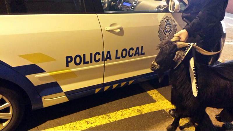 La Policía Local se encargó de la cabra. | POLICÍA LOCAL