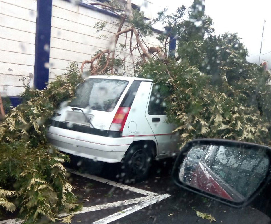 La rama de un árbol cae en un vehículo en la recta del IES La Laguna (San Benito). / DA