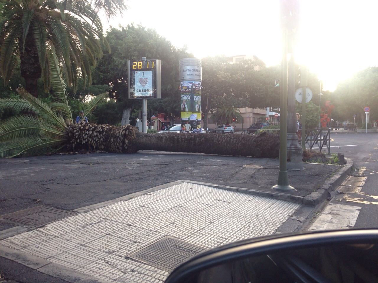 Otra imagen de la palmera caída en las Ramblas a la altura del Parque García Sanabria./ DA