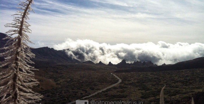 Nieve y tajinastes helados en el Parque Nacional del Teide 