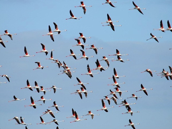 El proyecto analiza los efectos del cambio climático sobre las aves migratorias. / DA