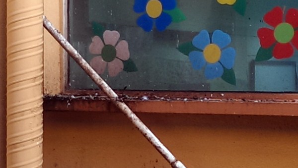 Las palomas dejan sus excrementos en un patio interior del colegio público San Fernando. / DA