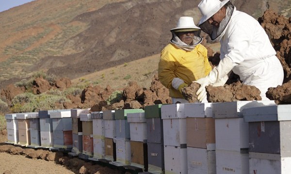 Un estudio alerta del peligro de las colmenas de abejas para el Teide