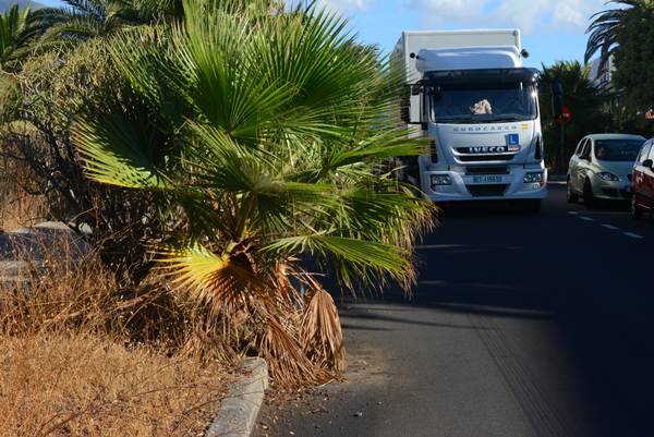 La falta de poda en las palmeras se convierte en un peligro para la circulación de vehículos. | NORCHI
