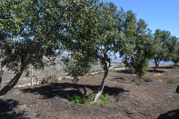 El cultivo de olivares se ha incrementado en el municipio. / J. L.C.