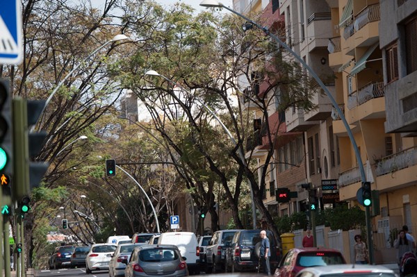 El biólogo afirma que los árboles de la avenida de Méndez Núñez están debilitados y que tienen poco futuro. / FRAN PALLERO