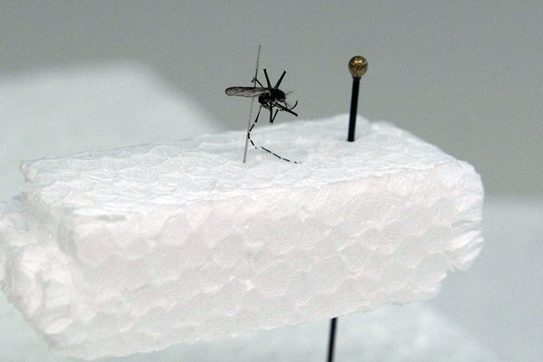 El Aedes aegypti, portador del dengue, es una de las principales amenazas de salud pública para las Islas. / DA