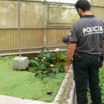 La Policía Canaria lleva a cabo inspecciones periódicas en los viveros y tiendas que venden plantas ornamentales. | DA
