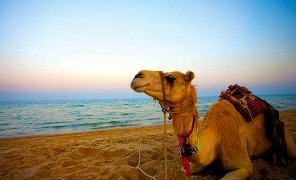 Un dromedario en una playa de Agadir. | DA