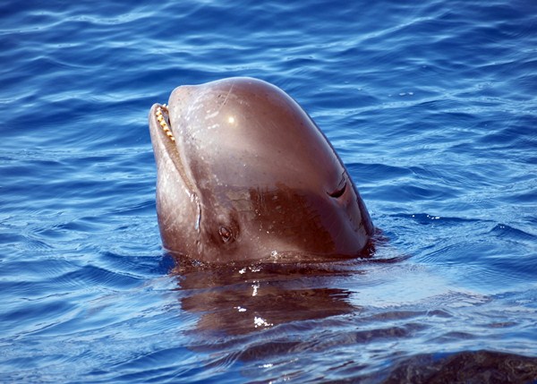 La excursiones marítimas para ver cetáceos reclamaban información para los turistas. / DA