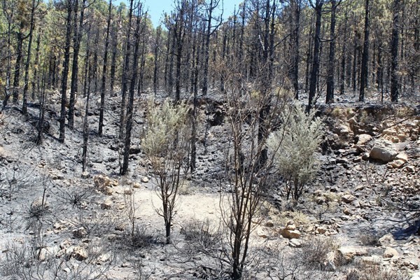 La superficie quemada es de aproximadamente 25 hectáreas. / G. Z.