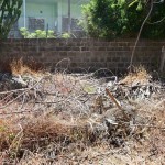 Los solares abandonados están llenos de cables sueltos, basura, electrodomésticos, ramas y ratas. | SERGIO MÉNDEZ