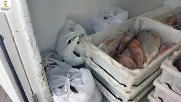 Imagen del pescado capturado ilegalmente en El Hierro. | CEDIDA