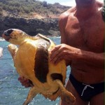 Las tortugas, afortunadamente, no presentaban heridas. | CEDIDAS