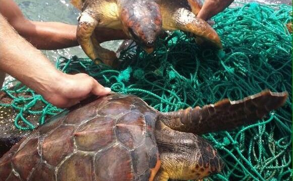 Vecinos de Tejina rescatan a dos tortugas atrapadas en una red