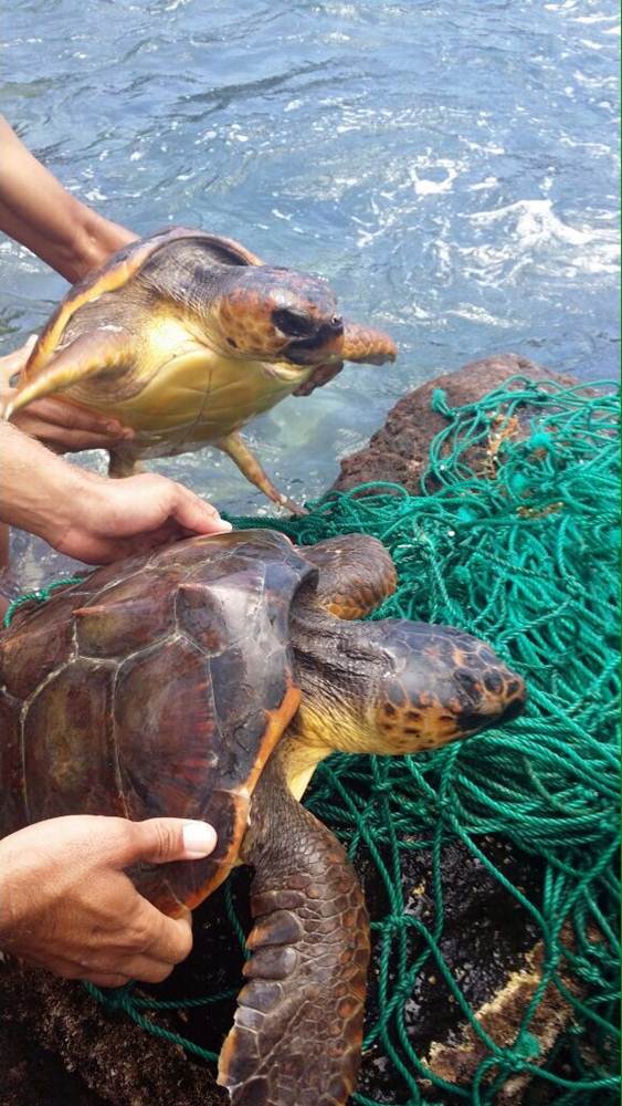 tortugas rescatadas en Tejina 8 ok