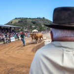 Arrastre de ganado en la Casa del Ganadero de La Laguna/Tony Cuadrado Freelancer